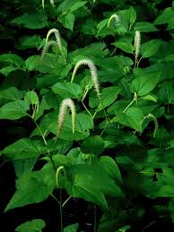 Image result for root-tail