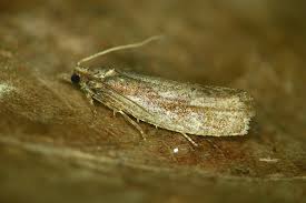 Attēlu rezultāti vaicājumam “Epinotia sordidana”