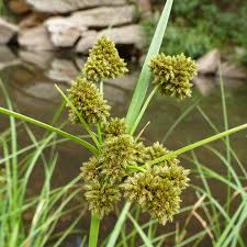 Attēlu rezultāti vaicājumam “Cyperaceae”