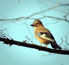 Attēlu rezultāti vaicājumam “Garrulus glandarius adult”