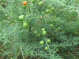 Attēlu rezultāti vaicājumam “Asparagus officinalis fruit”