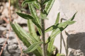 Attēlu rezultāti vaicājumam “Echium vulgare leaf”