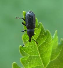 Attēlu rezultāti vaicājumam “Magdalis sp.”