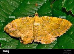 Attēlu rezultāti vaicājumam “Camptogramma bilineata”