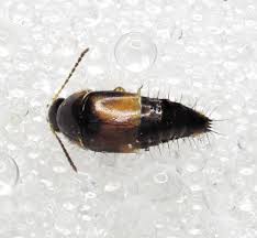 Attēlu rezultāti vaicājumam “Tachyporus sp.”