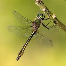 Attēlu rezultāti vaicājumam “Coenagrion armatum male”
