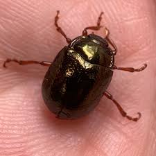 Attēlu rezultāti vaicājumam “Chrysolina staphylaea”