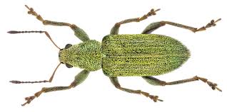 Attēlu rezultāti vaicājumam “Laccognathus panderi”