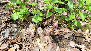 Attēlu rezultāti vaicājumam “Lathraea squamaria bud”