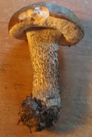 Attēlu rezultāti vaicājumam “Fuligo luteonitens macro”