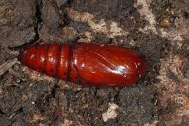 Attēlu rezultāti vaicājumam “Noctua fimbriata imago”