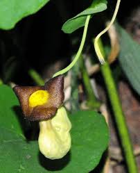 Attēlu rezultāti vaicājumam “Aristolochia durior flower”