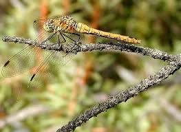Attēlu rezultāti vaicājumam “Sympetrum sanguineum”