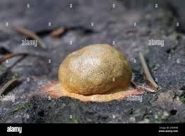 Attēlu rezultāti vaicājumam “Fuligo leviderma”