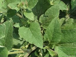 Attēlu rezultāti vaicājumam “Microrrhinum minus leaf”