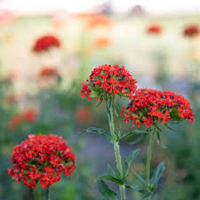 Attēlu rezultāti vaicājumam “Silene chalcedonica flower”