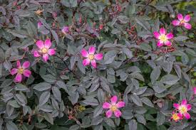 Attēlu rezultāti vaicājumam “Rosa glauca leaf”