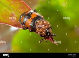 Attēlu rezultāti vaicājumam “Nicrophorus vespilloides”