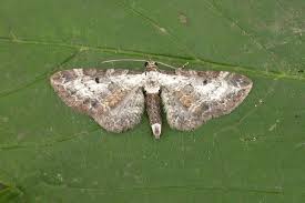 Attēlu rezultāti vaicājumam “Eupithecia succenturiata”