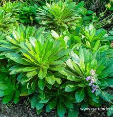 Image result for Wolfsmilch