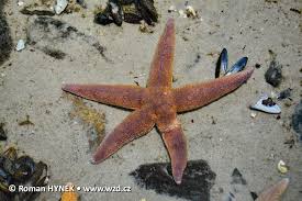 Image result for Asterias rubens