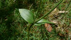 Attēlu rezultāti vaicājumam “Centaurium erythraea leaf”