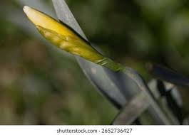 Attēlu rezultāti vaicājumam “Narcissus bud”