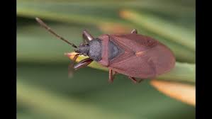 Attēlu rezultāti vaicājumam “Gastrodes grossipes”