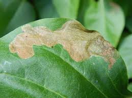 Attēlu rezultāti vaicājumam “Gracillaria syringella larva”