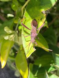 Attēlu rezultāti vaicājumam “Alydus calcaratus”