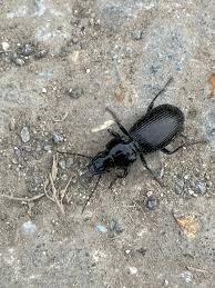 Attēlu rezultāti vaicājumam “Pterostichus quadrifoveolatus”