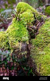 Attēlu rezultāti vaicājumam “Orthotrichum affine var. affine”