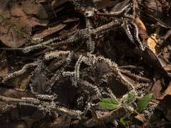 Attēlu rezultāti vaicājumam “Diachea leucopodia young”