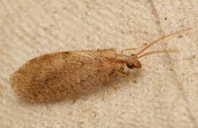 Attēlu rezultāti vaicājumam “Hemerobius perelegans”