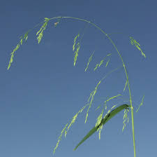 Attēlu rezultāti vaicājumam “Poa remota”