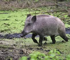 Attēlu rezultāti vaicājumam “Sus scrofa”