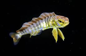 Image result for Coryphaena hippurus