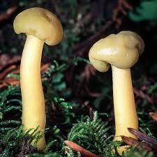 Attēlu rezultāti vaicājumam “Leotia lubrica”