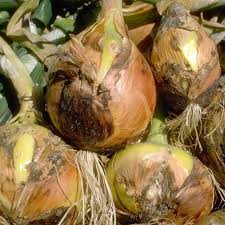 Attēlu rezultāti vaicājumam “Trichia botrytis var. cerifera stalked”