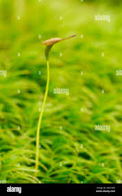 Attēlu rezultāti vaicājumam “Bryoerythrophyllum recurvirostrum sporophyte”