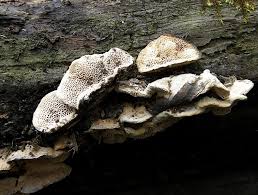 Attēlu rezultāti vaicājumam “Antrodia malicola”