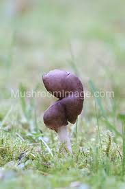 Attēlu rezultāti vaicājumam “Helvella elastica”