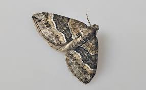 Attēlu rezultāti vaicājumam “Perizoma bifaciata”