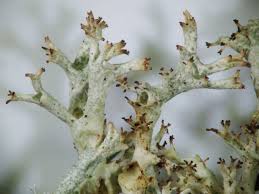 Attēlu rezultāti vaicājumam “Cladonia”