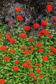 Image result for Lychnis chalcedonica `Dusky Salmon`