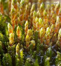 Attēlu rezultāti vaicājumam “Bryum schleicheri”