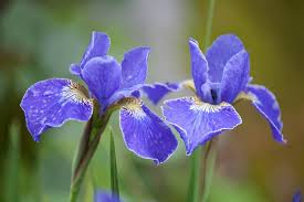 Attēlu rezultāti vaicājumam “Iris sibirica leaf”