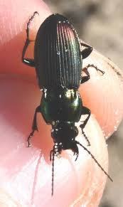 Attēlu rezultāti vaicājumam “Poecilus lepidus”