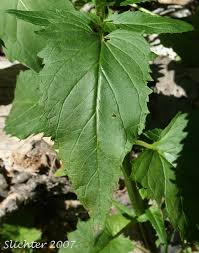 Attēlu rezultāti vaicājumam “Scrophularia nodosa leaf”
