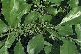 Attēlu rezultāti vaicājumam “Rhamnus cathartica leaf”